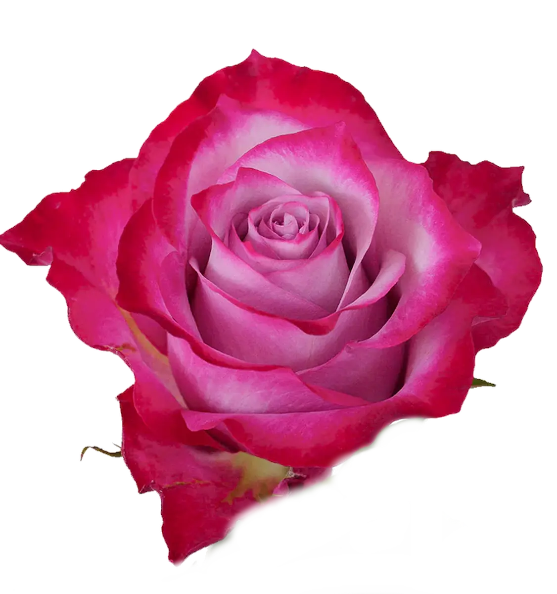 Deep Purple Pink Roses