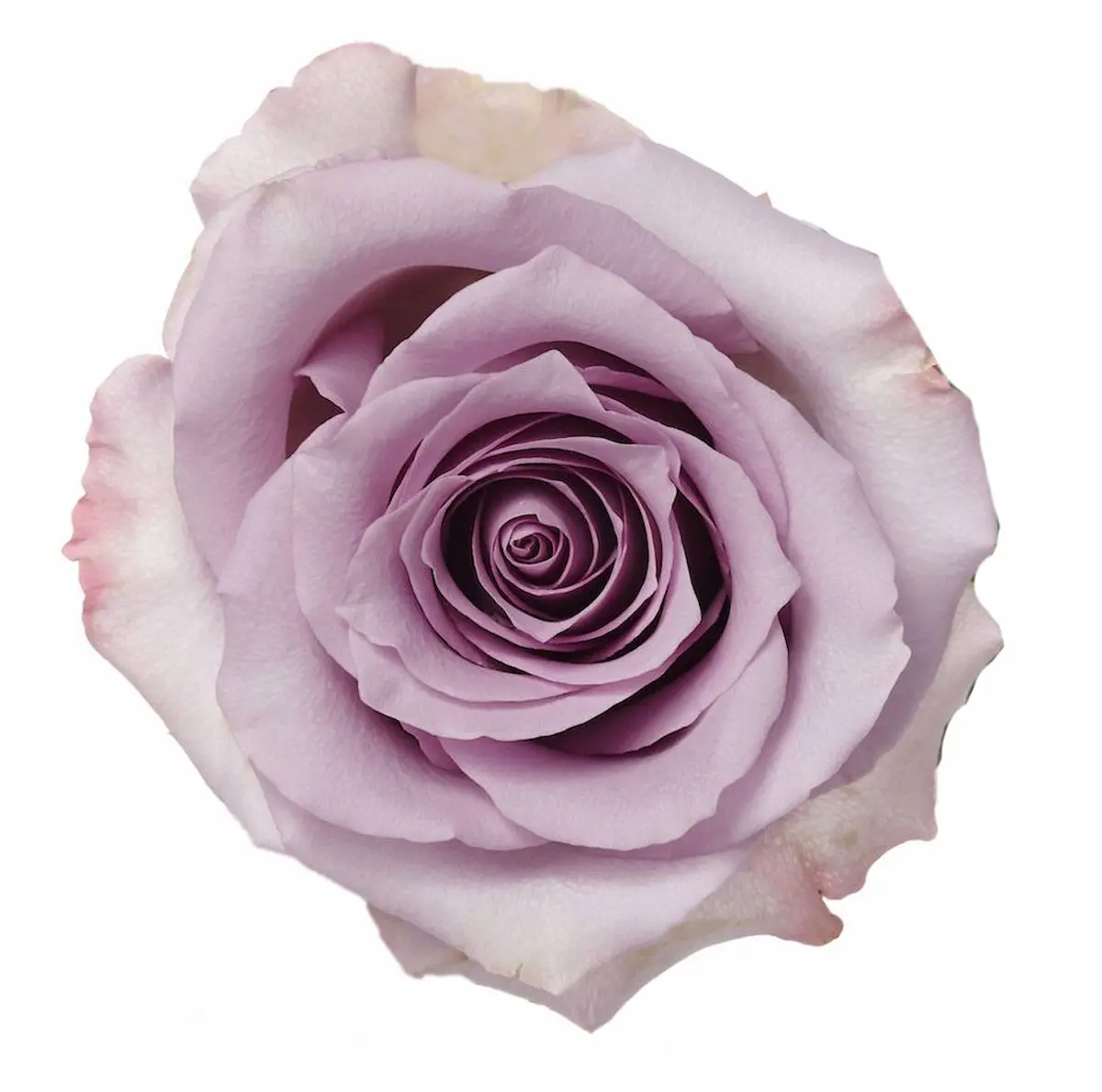 Ocean Song Purple Roses