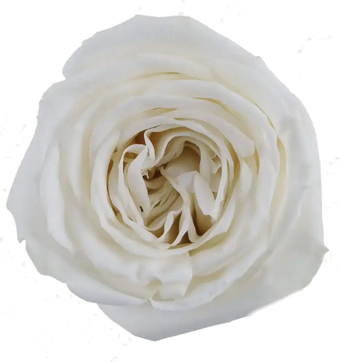 Playa Blanca White Roses