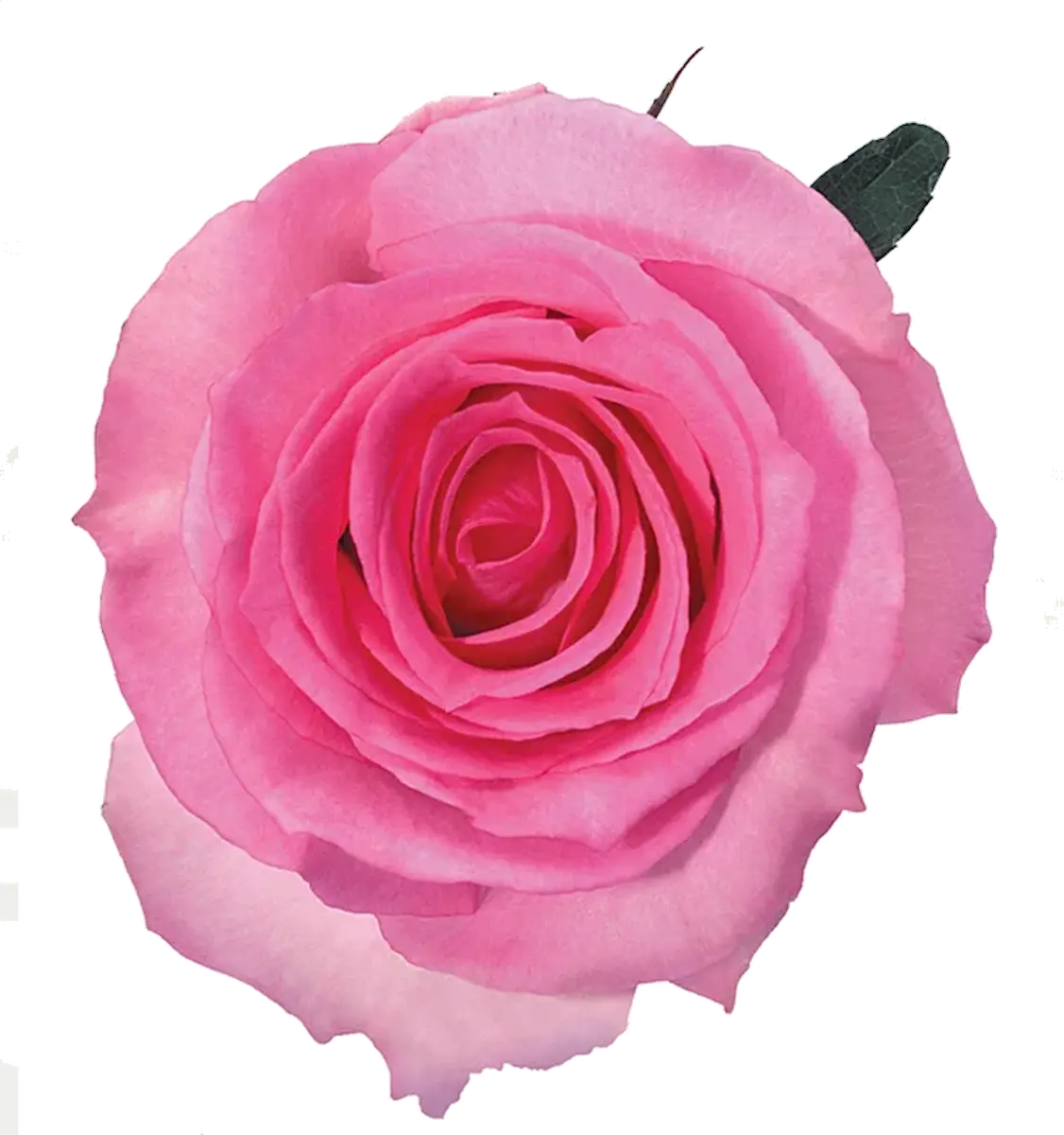 Priceless Pink Roses